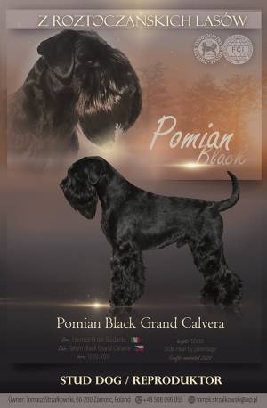 Pomian Black Grand Calvera